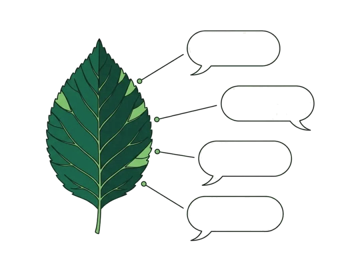 A leaf drawn in ink with four empty speech bubbles on its veins: one source, quoted in several answers.