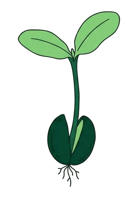 A split seed with a two-leaf sprout and fine roots, drawn in ink.